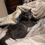 Smokey is registered to the contest to win money with this photo: cat, gray_cat, blanket, bed, bedroom, furniture, television, draped, cozy, domestic_animal, indoor, fur, pet, resting, curious, whiskers, tail, soft, comfort, relaxed