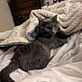 cat, gray_cat, blanket, bed, bedroom, furniture, television, draped, cozy, domestic_animal, indoor, fur, pet, resting, curious, whiskers, tail, soft, comfort, relaxed