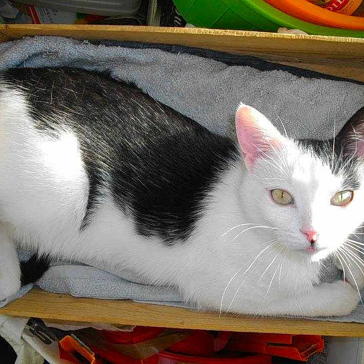 Haroun