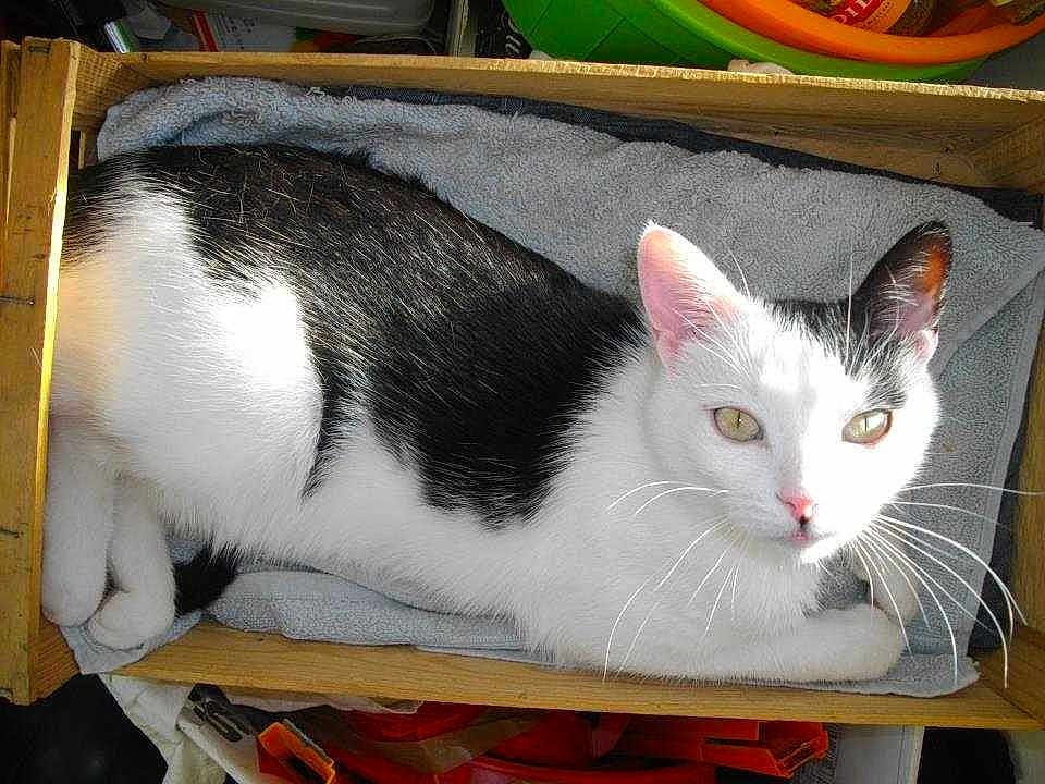 Haroun