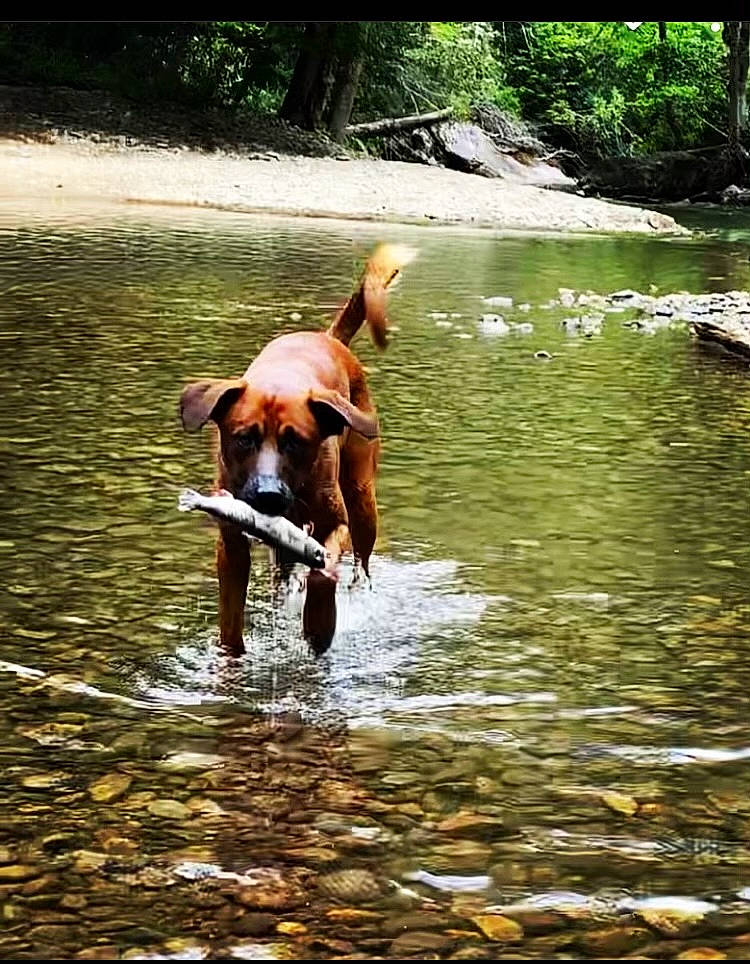 Xander joined the competition — help win amazing prizes! canidae, carnivore, companion_dog, dog, dog_breed, fawn, grass, gun_dog, lake, leisure, liver, people_in_nature, plant, recreation, snout, sporting_group, tail, tree, water, working_animal