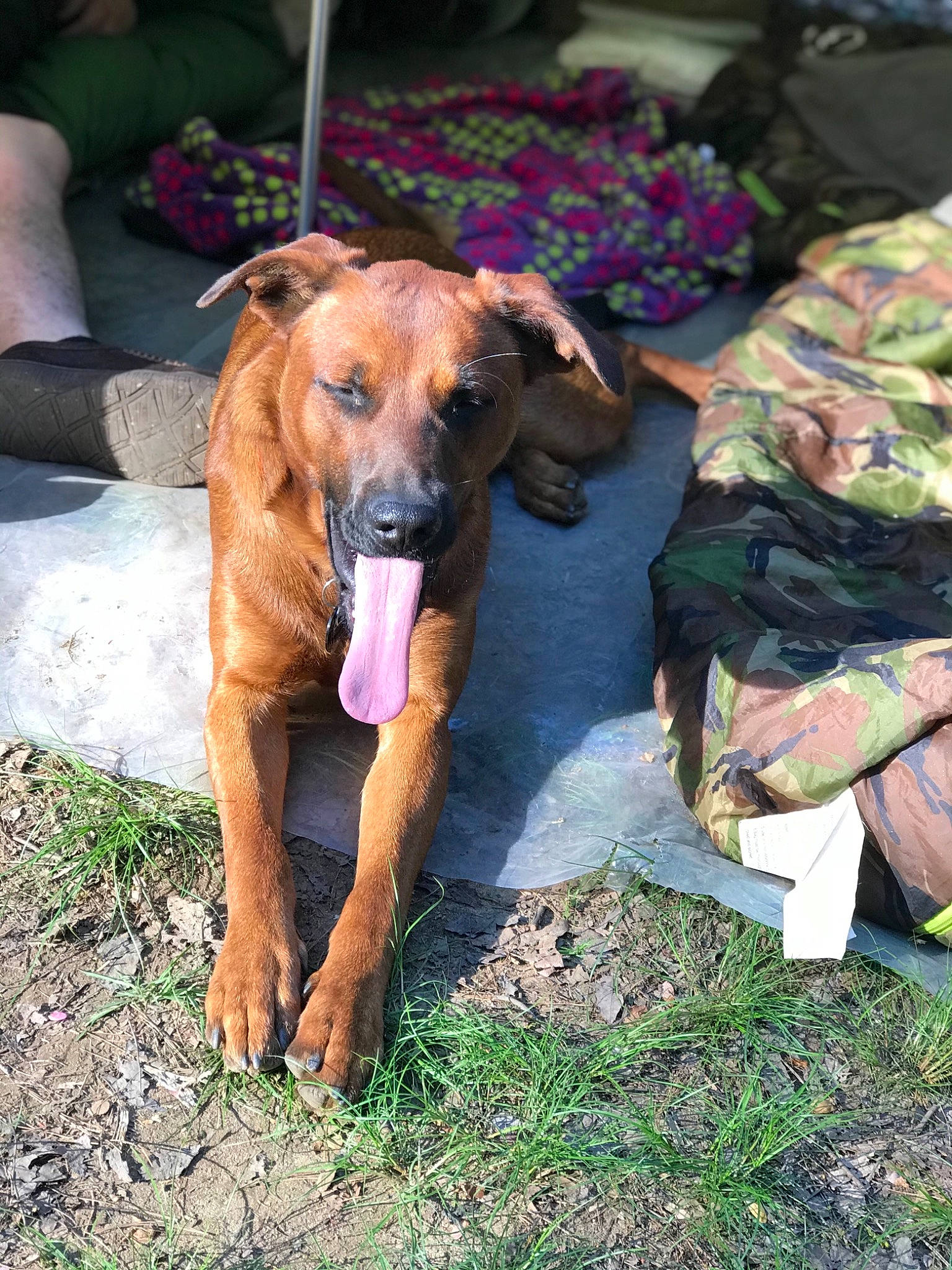 Xander is registered to the contest to win money with this photo: canidae, carnivore, companion_dog, dog, dog_breed, dog_supply, fawn, guard_dog, hound, hunting_dog, linens, liver, montenegrin_mountain_hound, sighthound, sporting_group, working_animal, working_dog