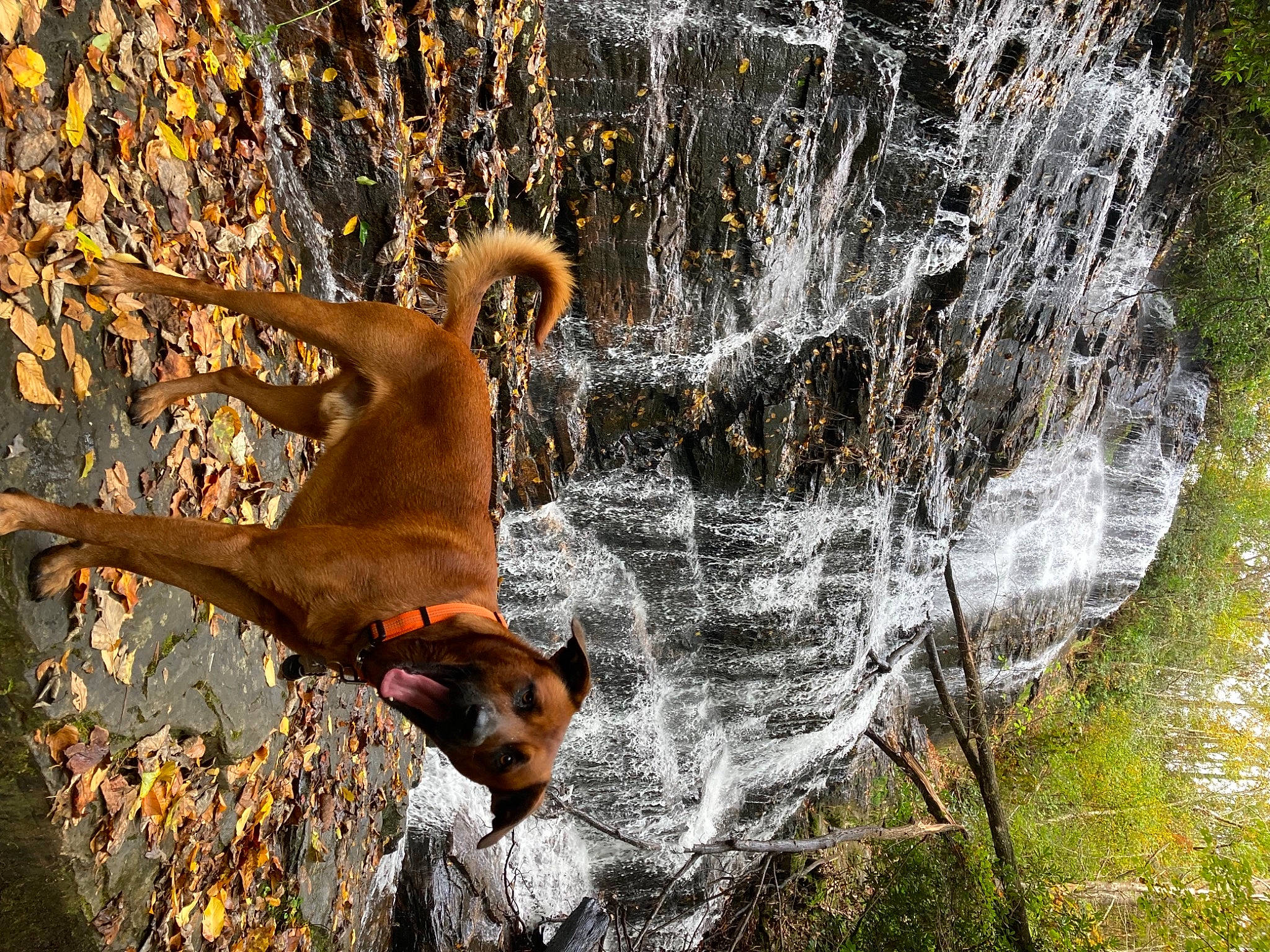Xander is registered to the contest to win money with this photo: art, beak, canidae, carnivore, dog, fawn, forest, grass, mammal, people_in_nature, plant, snout, sporting_group, tail, terrestrial_animal, tree, trunk, vertebrate, water, wood