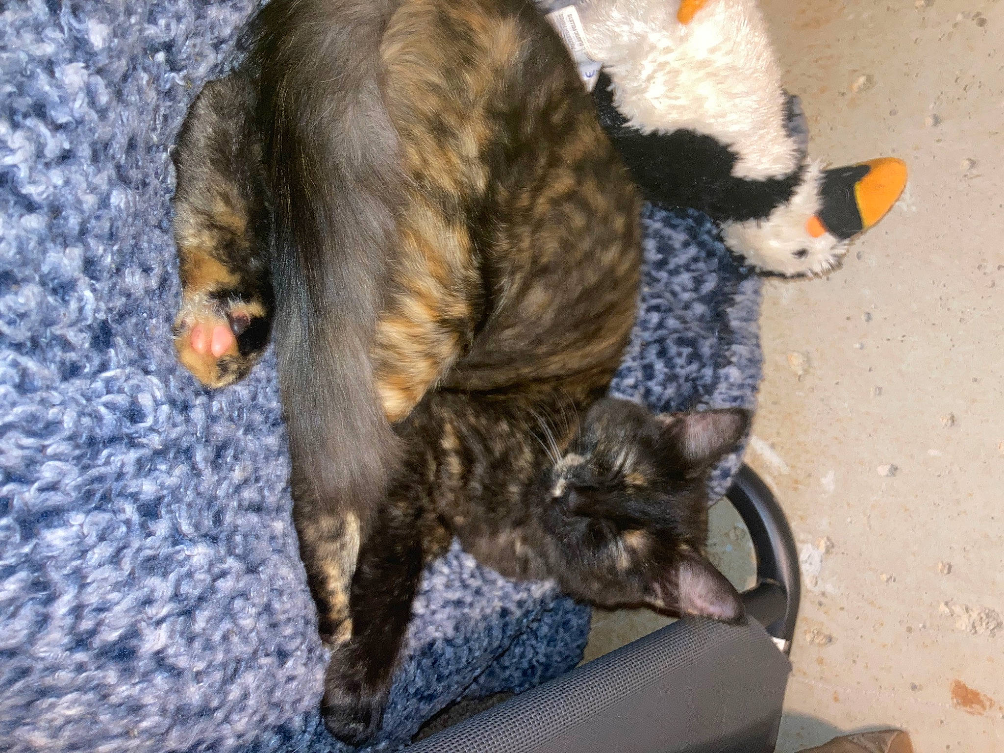 Xena is registered to the contest to win money with this photo: canidae, carnivore, cat, claw, comfort, dog_breed, domestic_short_haired_cat, fawn, felidae, fur, mammal, organism, paw, small_to_medium_sized_cats, snout, sporting_group, tail, terrestrial_animal, vertebrate, whiskers