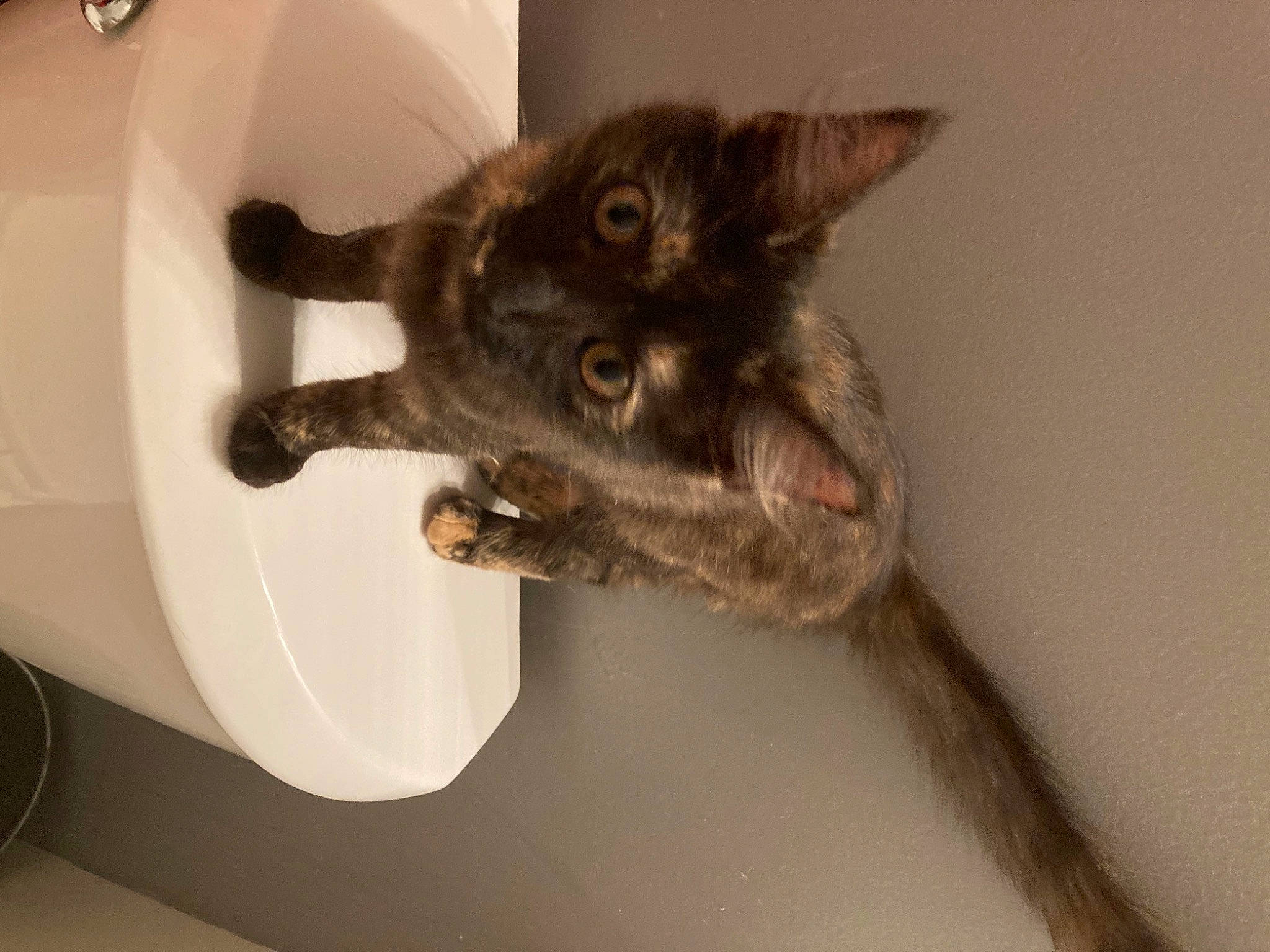 Xena is registered to the contest to win money with this photo: bathroom, black_cat, carnivore, cat, claw, domestic_short_haired_cat, felidae, fur, paw, plumbing, plumbing_fixture, small_to_medium_sized_cats, snout, tail, terrestrial_animal, whiskers