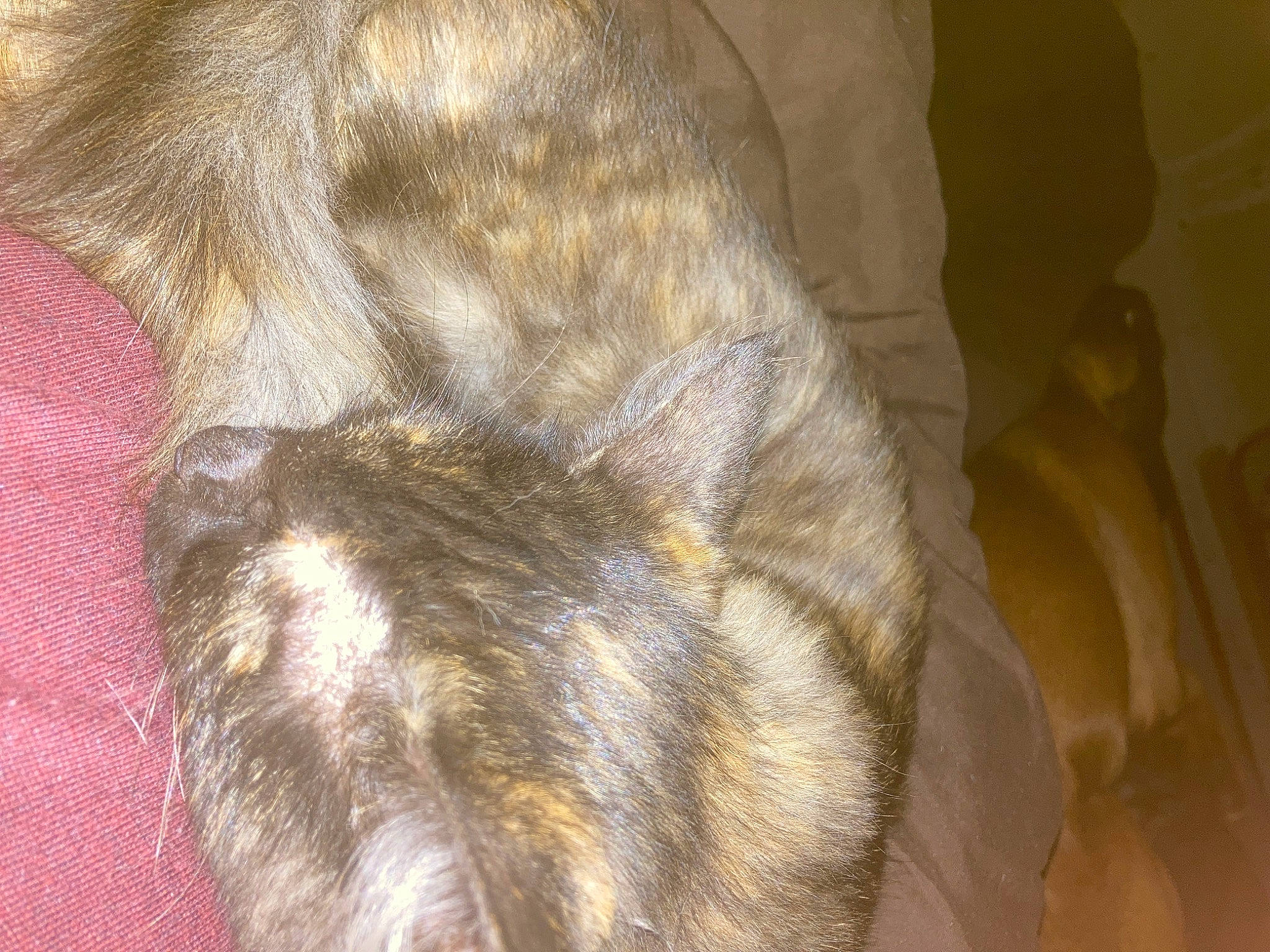 Xena is registered to the contest to win money with this photo: canidae, carnivore, cat, claw, dog_breed, domestic_short_haired_cat, fawn, feather, felidae, fur, fur_clothing, liver, pattern, paw, small_to_medium_sized_cats, snout, sporting_group, tail, terrestrial_animal, whiskers