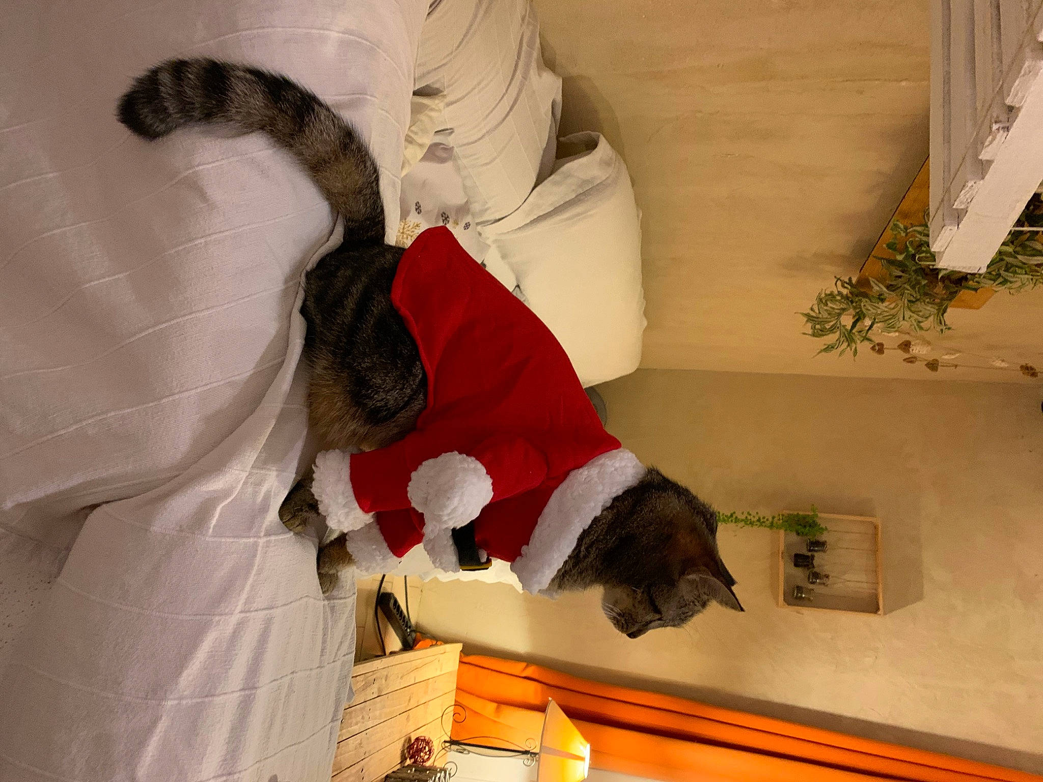 Charlot participe au concours pour gagner de l'argent avec cette photo : arm, art, carmine, ceiling, comfort, fictional_character, flooring, fun, fur, human_body, interior_design, leg, plant, plaster, room, stairs, textile, thigh, tree, wood