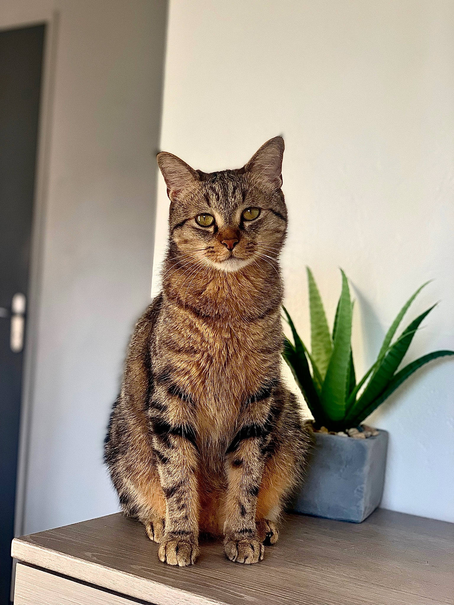 Charlot a rejoint le concours — aidez-le/la à gagner de superbes lots ! art, carnivore, cat, domestic_short_haired_cat, felidae, flowerpot, fur, grass, grey, houseplant, plant, sitting, small_to_medium_sized_cats, snout, tail, terrestrial_animal, whiskers, wildlife, window, wood