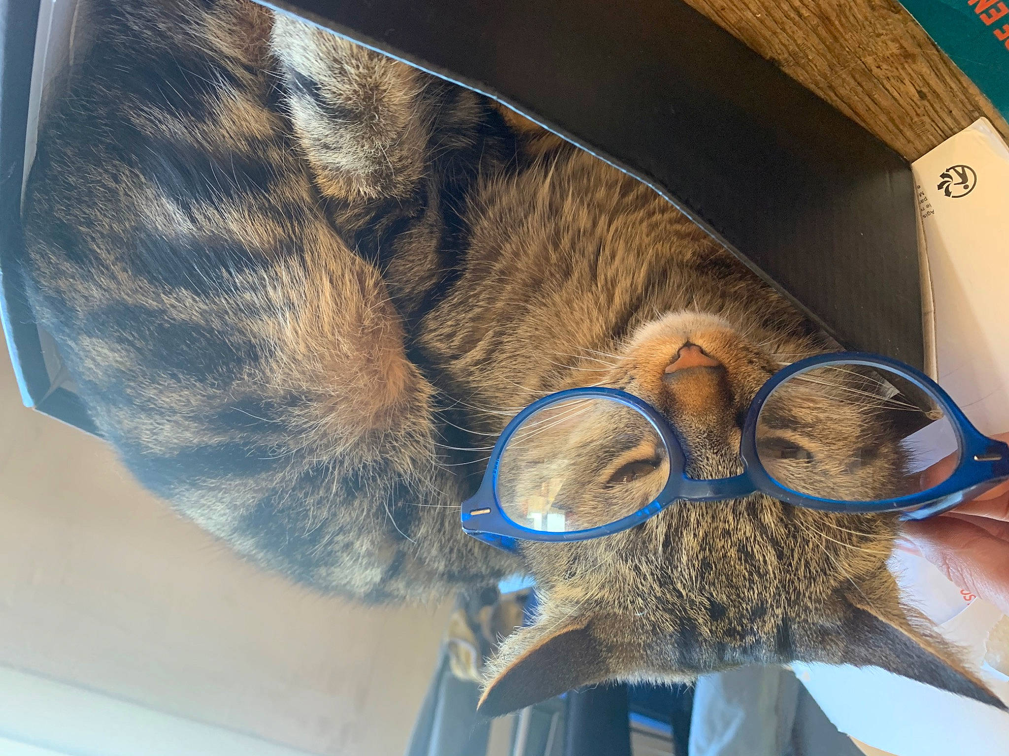 Charlot a rejoint le concours — aidez-le/la à gagner de superbes lots ! azure, carnivore, cat, domestic_short_haired_cat, electric_blue, eyewear, fawn, felidae, fur, glasses, hat, personal_protective_equipment, small_to_medium_sized_cats, snout, textile, vision_care, whiskers, wire, wood, wrinkle