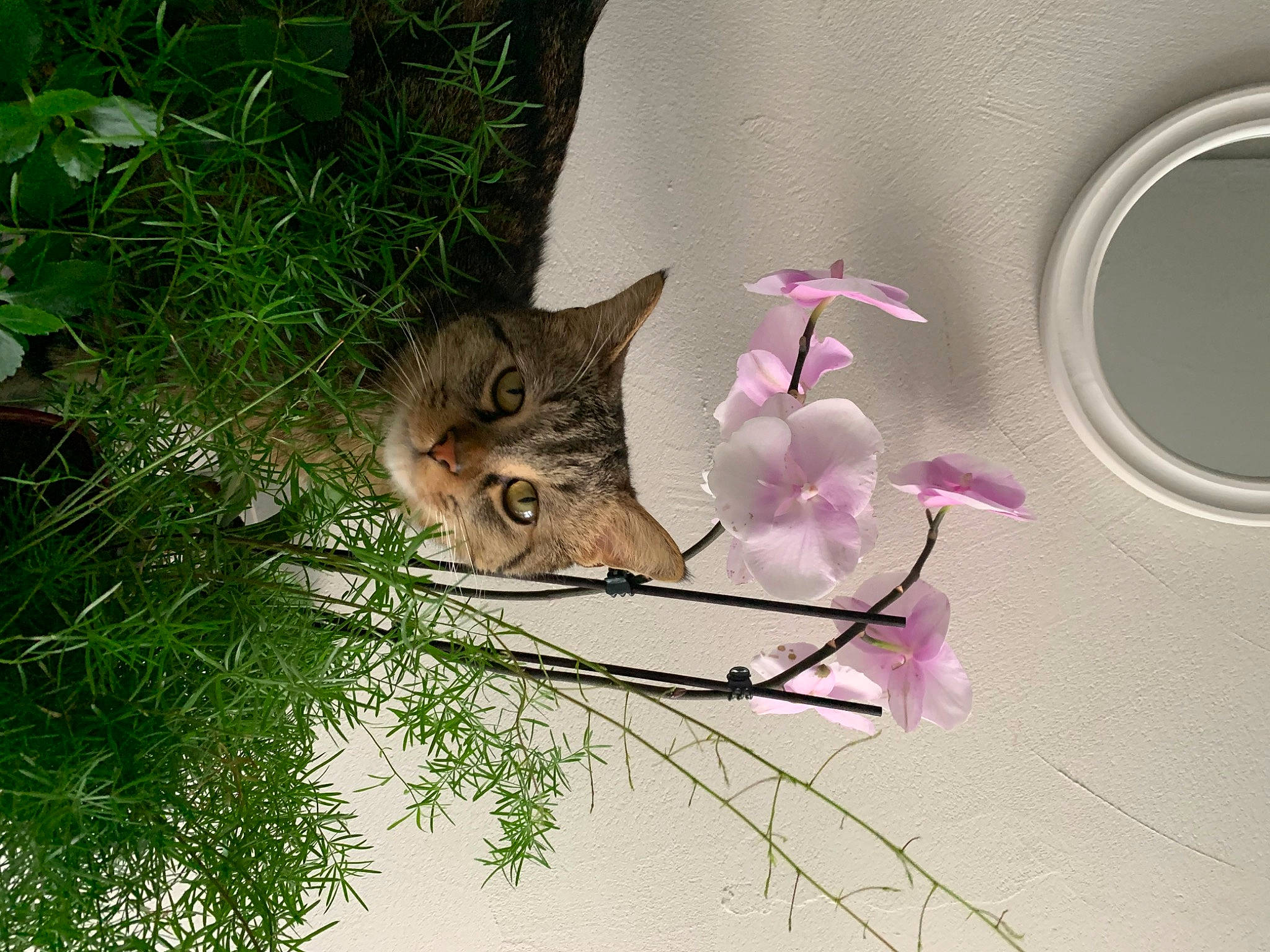 Charlot a rejoint le concours — aidez-le/la à gagner de superbes lots ! carnivore, cat, circle, domestic_short_haired_cat, felidae, flower, fur, grass, groundcover, magenta, organism, petal, plant, small_to_medium_sized_cats, tail, terrestrial_animal, terrestrial_plant, tree, twig, whiskers