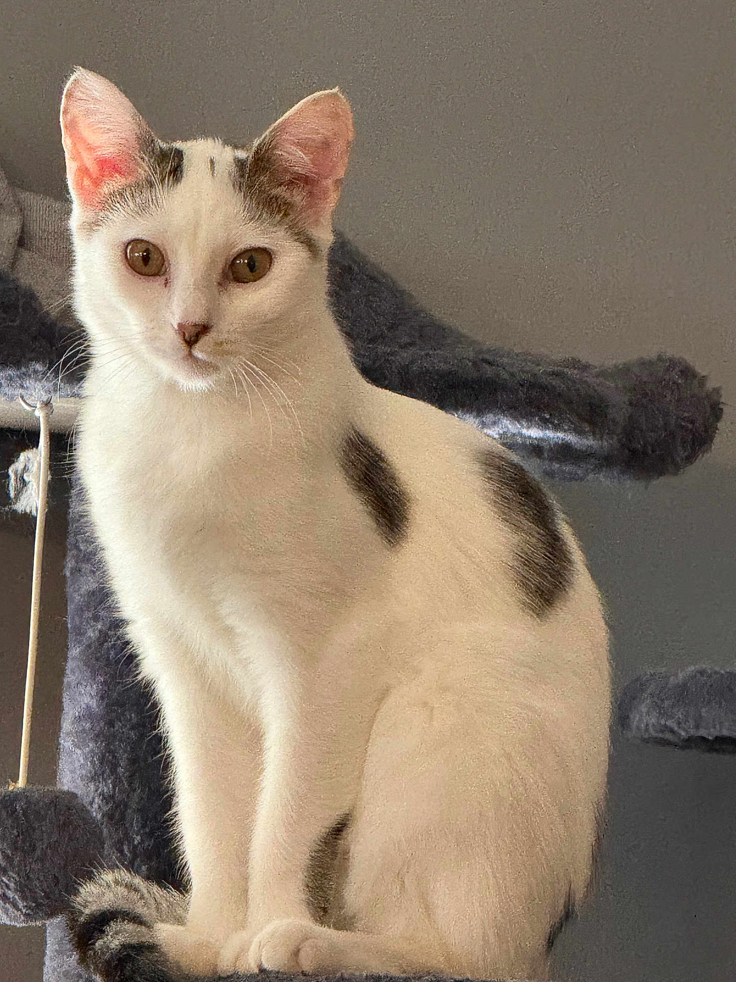 Domino