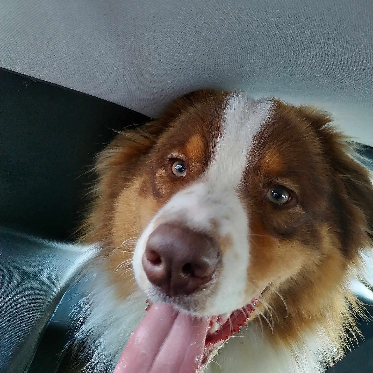 Simba a rejoint le concours — aidez-le/la à gagner de superbes lots ! animal, armchair, bodypart, canine, chair, cockerspaniel, collie, couch, cushion, dog, furniture, homedecor, hound, husky, mouth, person, pet, puppy, snout, tongue