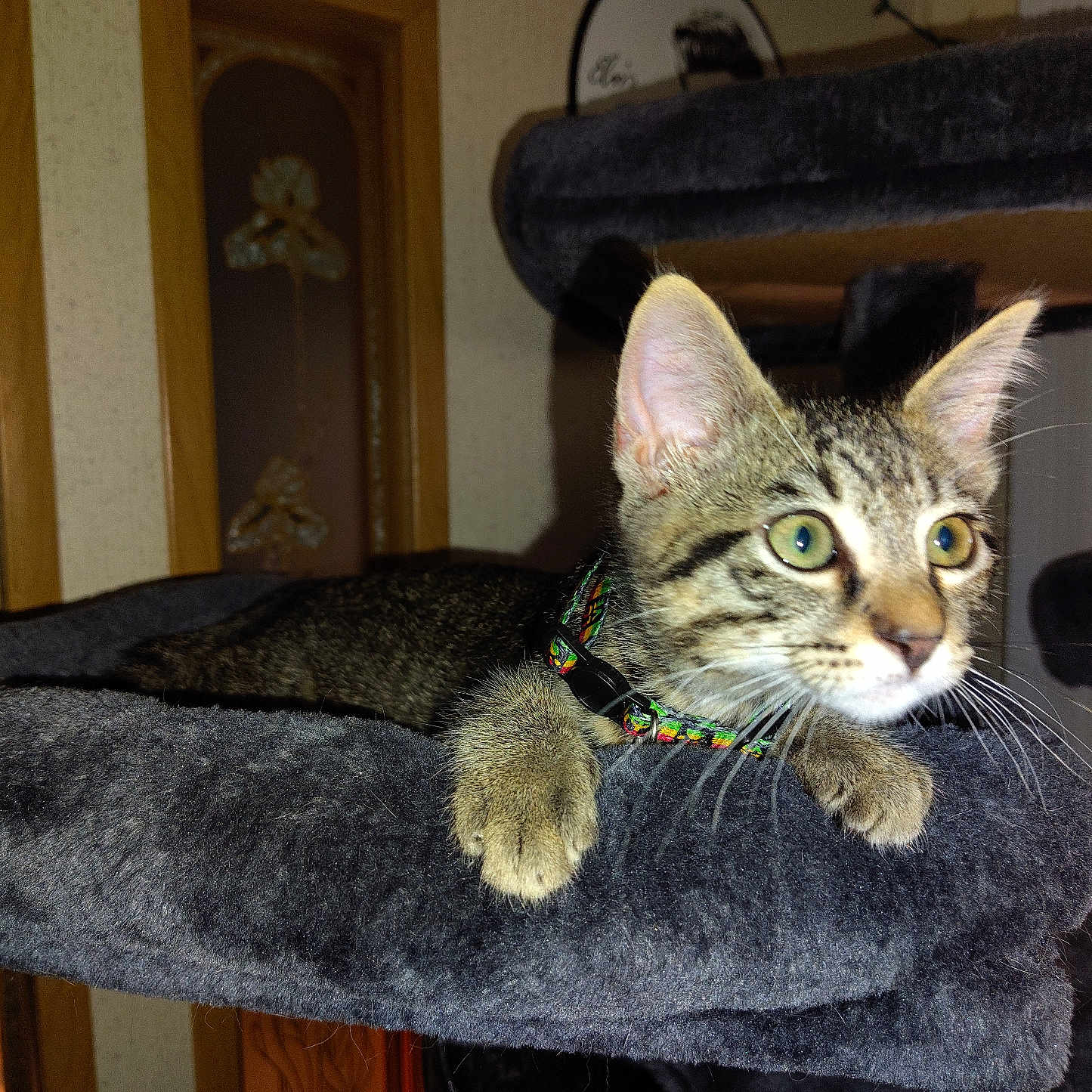 Tjl is registered to the contest to win money with this photo: animal, cat, cat_tree, claws, collar, curious, cute, domestic, ears, eyes, feline, fur, indoor, kitten, pet, plush, resting, tabby, whiskers, young