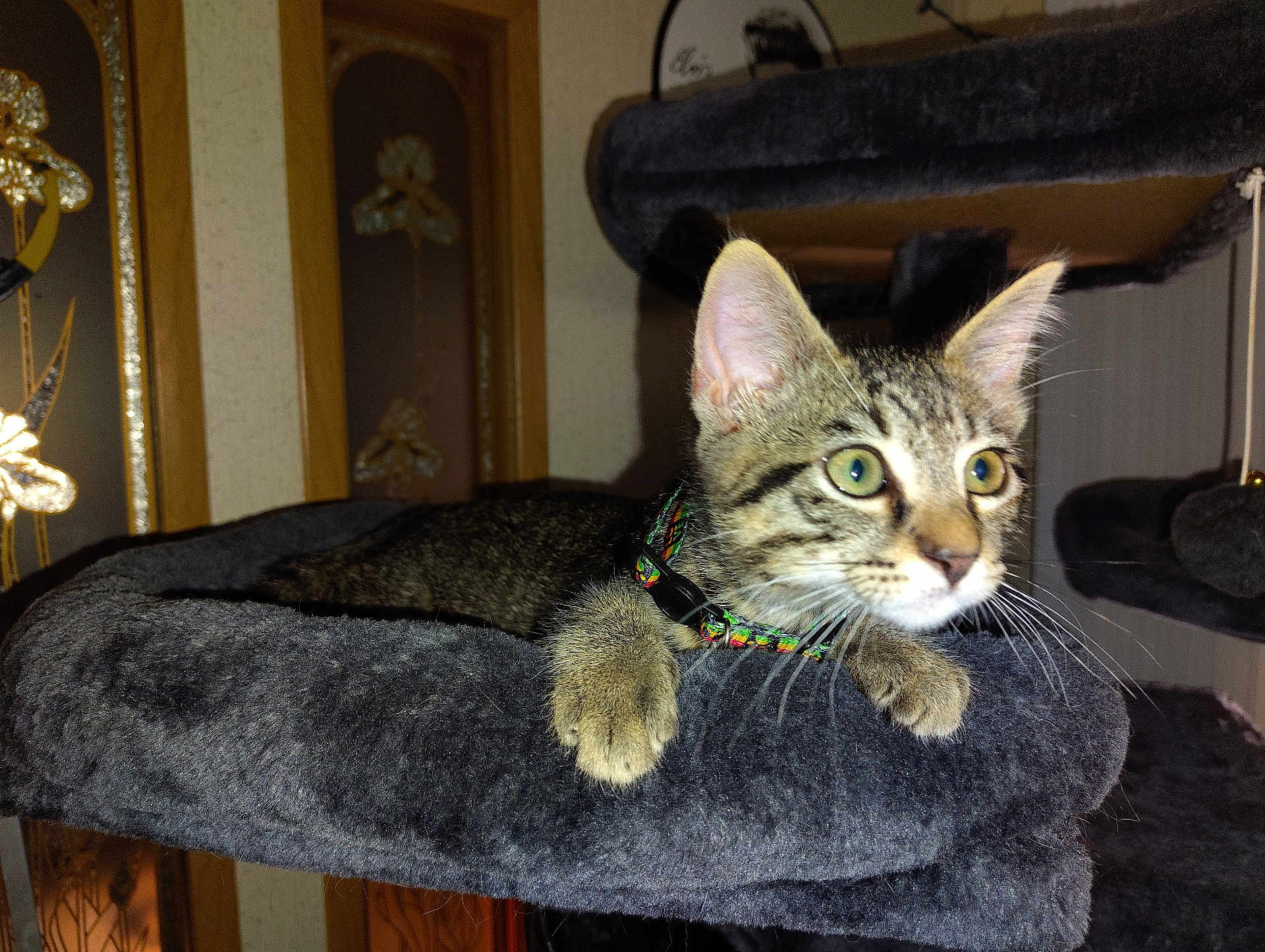 Tjl is registered to the contest to win money with this photo: cat, kitten, tabby, pet, indoor, feline, collar, fur, whiskers, ears, eyes, claws, cat_tree, plush, resting, curious, animal, domestic, cute, young