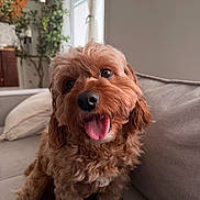 Toby joined the competition — help win amazing prizes! dog, curly_hair, tongue_out, happy, pet, indoor, couch, pillow, plant, window, natural_light, brown_dog, fur, smiling, close_up, home, cozy, animal, canine, domestic