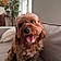 Toby