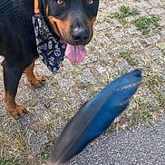 Hadès a rejoint le concours — aidez-le/la à gagner de superbes lots ! animal, bandana, black_and_tan, brown_eyes, canine, close_up, dog, ears_up, feather, grass, hand, happy, nature, outdoor, pavement, pet, playful, skull_pattern, summer, tongue_out