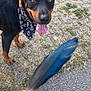 animal, bandana, black_and_tan, brown_eyes, canine, close_up, dog, ears_up, feather, grass, hand, happy, nature, outdoor, pavement, pet, playful, skull_pattern, summer, tongue_out