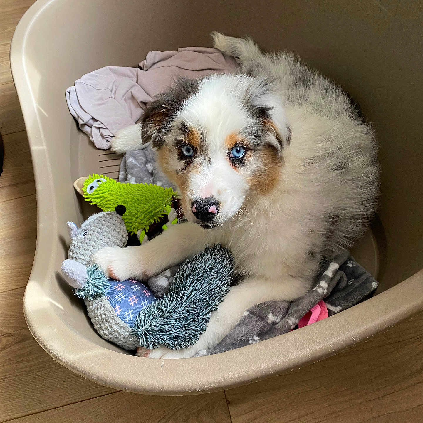 Aïka a rejoint le concours — aidez-le/la à gagner de superbes lots ! animal, black, blue_eyes, brown, companion, cozy, curious, cute, dog, domestic, fluffy, indoor, pet_bed, plush_toy, puppy, resting, toy, white, wooden_floor, young_dog