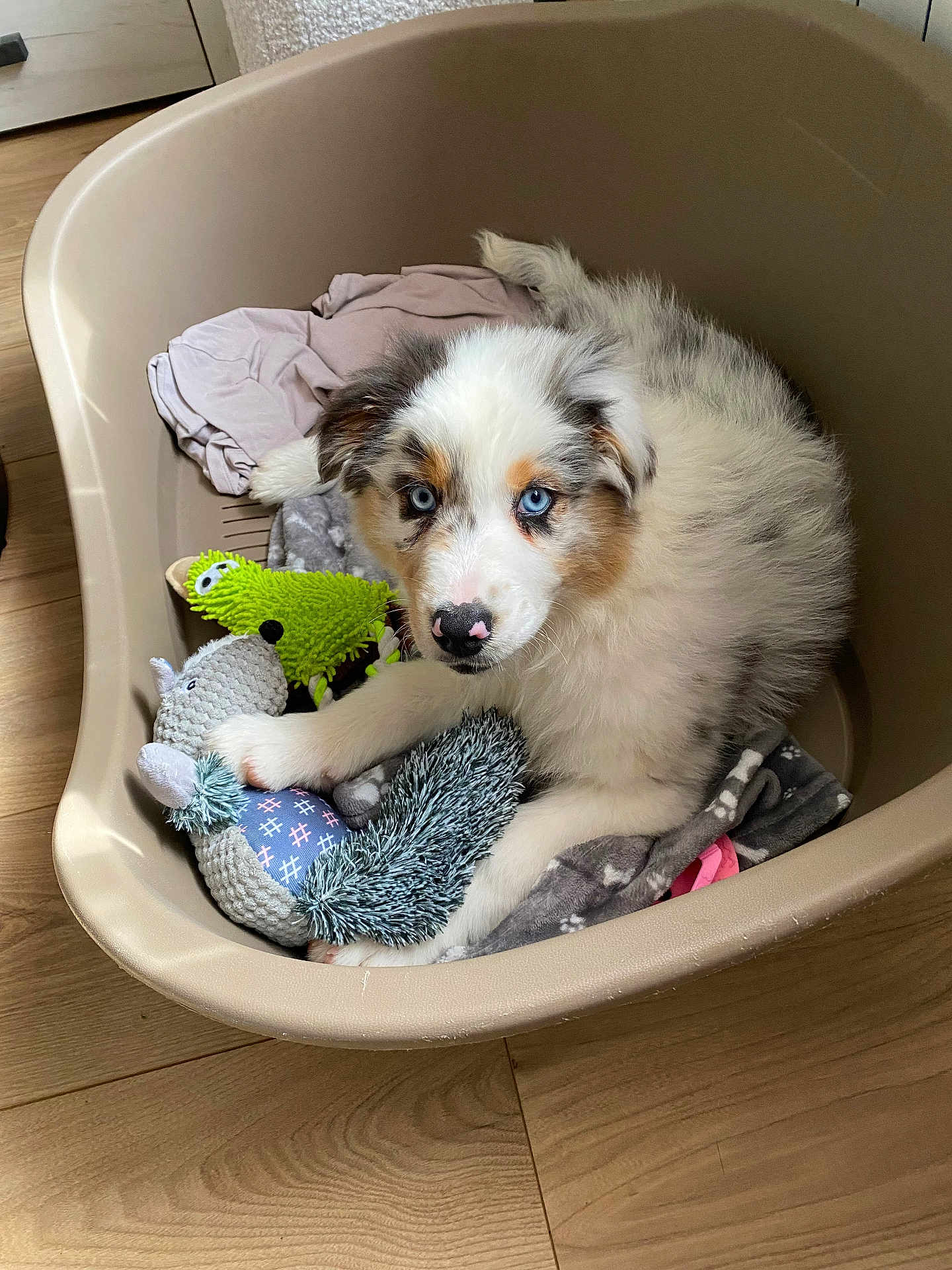 Aïka a rejoint le concours — aidez-le/la à gagner de superbes lots ! puppy, dog, pet_bed, toy, plush_toy, blue_eyes, fluffy, indoor, wooden_floor, curious, cute, animal, young_dog, resting, brown, white, black, cozy, domestic, companion