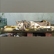 Tigrounette participe au concours pour gagner de l'argent avec cette photo : cat, tabby_cat, lounging, wooden_pallet, sunlight, outdoor, relaxed, animal, pet, feline, garden, rustic, daylight, resting, whiskers, ears, fur, nature, sleepy, domestic_animal
