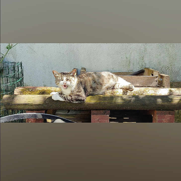 Tigrounette participe au concours pour gagner de l'argent avec cette photo : animal, cat, daylight, domestic_animal, ears, feline, fur, garden, lounging, nature, outdoor, pet, relaxed, resting, rustic, sleepy, sunlight, tabby_cat, whiskers, wooden_pallet
