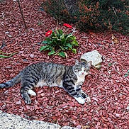Tigrounette a rejoint le concours — aidez-le/la à gagner de superbes lots ! animal, cat, daylight, flora, flowers, fur, garden, greenery, leaf, lying_down, mammal, nature, outdoor, pet, plants, relaxed, stone, tabby, whiskers, wood_chips