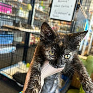 Winnie joined the competition — help win amazing prizes! animal, blurred_background, bracelet, cage, cat, cute, ears, eyes, fur, hand, holding, indoor, kitten, pet, portrait, shelter, store, tortoiseshell, whiskers, young