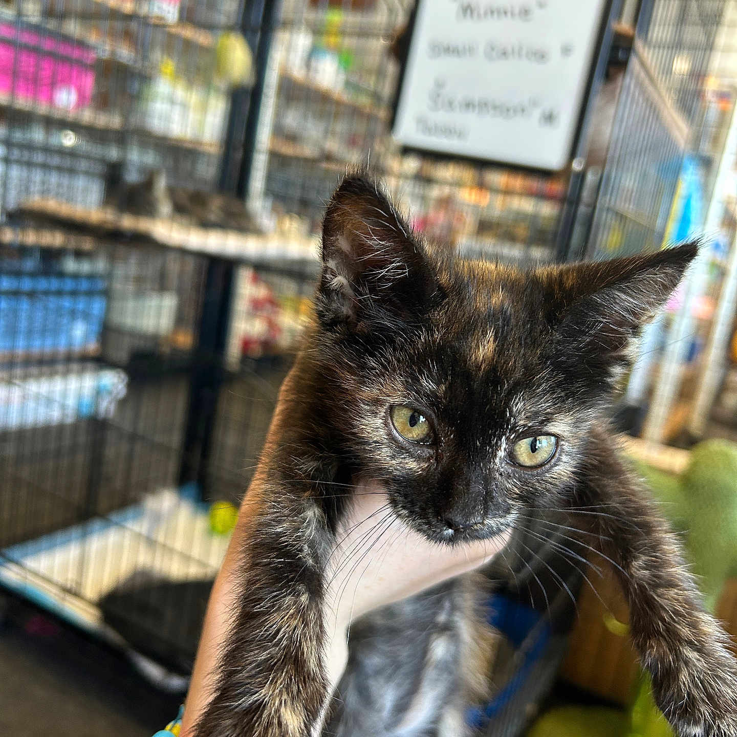 Winnie joined the competition — help win amazing prizes! animal, blurred_background, bracelet, cage, cat, cute, ears, eyes, fur, hand, holding, indoor, kitten, pet, portrait, shelter, store, tortoiseshell, whiskers, young