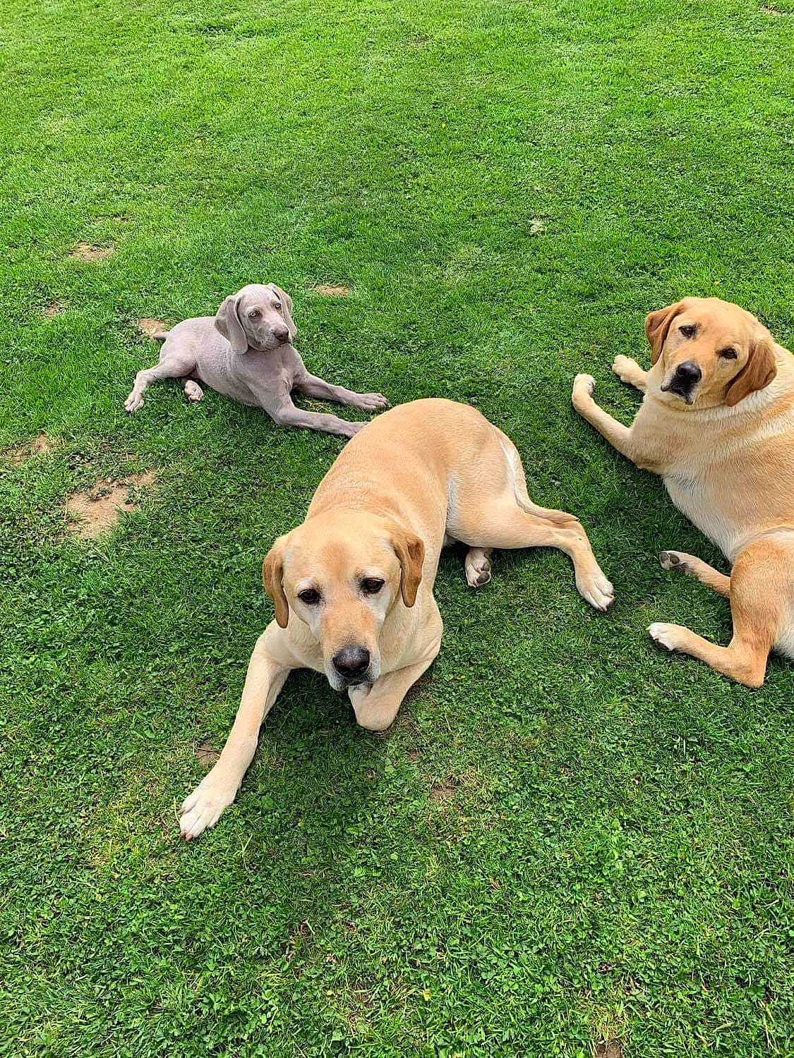 Rocky a rejoint le concours — aidez-le/la à gagner de superbes lots ! backyard, canidae, carnivore, chair, companion_dog, dog, dog_breed, fawn, grass, grassland, gun_dog, lawn, mammal, pasture, plant, sporting_group, tail, tree, vertebrate, yard