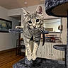 Winter is registered to the contest to win money with this photo: kitten, cat, gray_tabby, cat_tree, indoor, wooden_floor, furniture, pet, curious, stretching, whiskers, ears, eyes, mirror, painting, home, cozy, animal, cute, playful