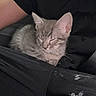 kitten, cat, sleeping, gray_cat, pet, lap, black_clothing, human_arm, resting, feline, cute, domestic_cat, young_cat, indoor, animal, cozy, relaxing, fur, whiskers, small_pet