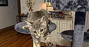 Winter joined the competition — help win amazing prizes! cat, kitten, gray_cat, tabby, cat_tree, stretching, indoor, living_room, wooden_floor, lamp, mirror, cabinet, furniture, curious, pet, home, whiskers, paw, fur, playful