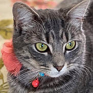 Cleopatra joined the competition — help win amazing prizes! cat, tabby_cat, close_up, green_eyes, collar, bell, pink_flower, whiskers, pet, feline, animal, indoor, portrait, fur, ears, nose, muzzle, focused, domestic_cat, cute