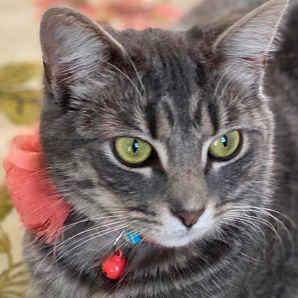 Cleopatra joined the competition — help win amazing prizes! cat, tabby_cat, close_up, green_eyes, collar, bell, pink_flower, whiskers, pet, feline, animal, indoor, portrait, fur, ears, nose, muzzle, focused, domestic_cat, cute