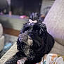 dog, black_dog, bow, pet, cute, fluffy, blanket, indoor, couch, relaxed, fur, animal, companion, home, cozy, portrait, small_dog, looking_up, living_room, soft_focus