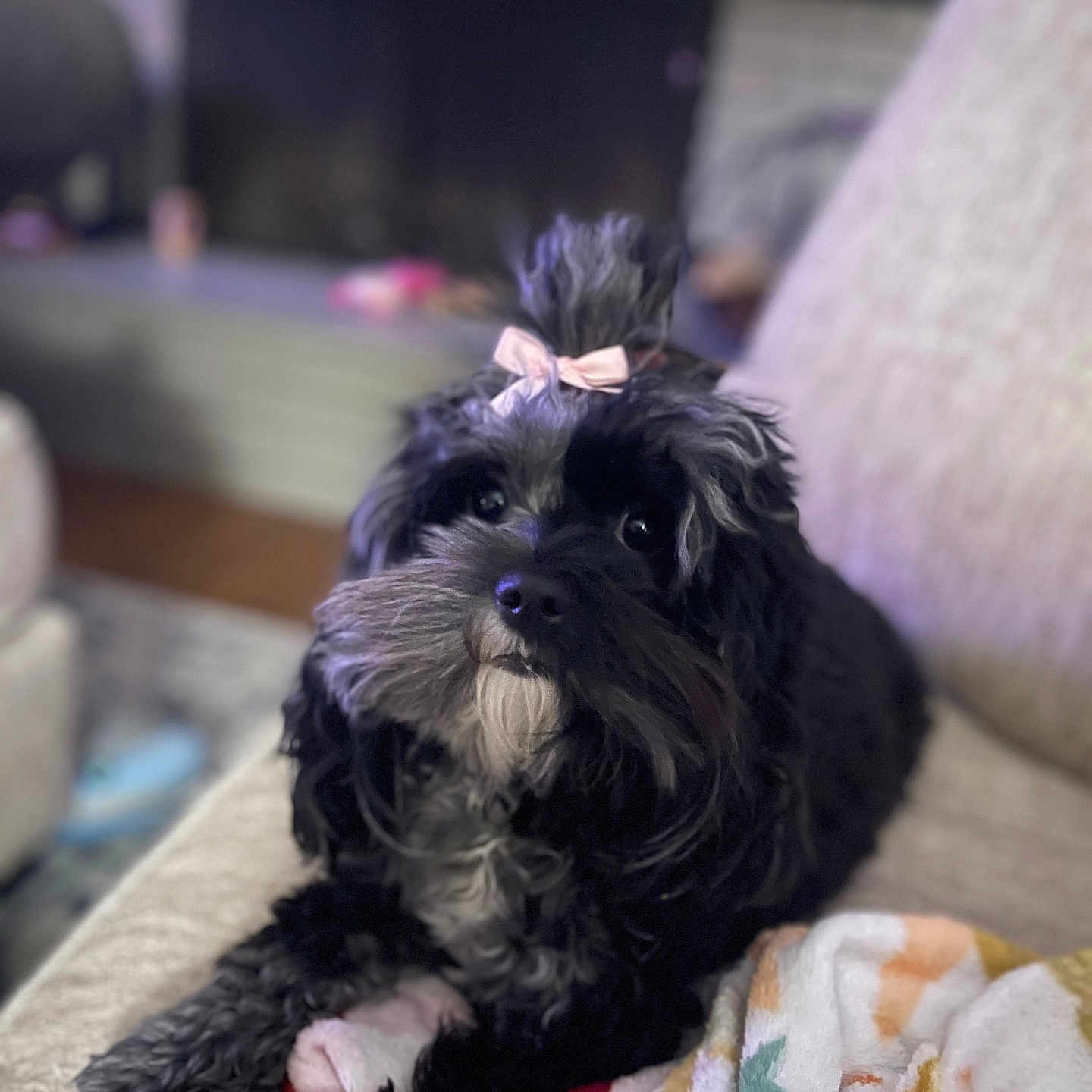 Lola is registered to the contest to win money with this photo: animal, black_dog, blanket, bow, companion, couch, cozy, cute, dog, fluffy, fur, home, indoor, living_room, looking_up, pet, portrait, relaxed, small_dog, soft_focus
