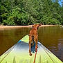 dog, kayak, water, river, forest, trees, leash, outdoor, nature, animal, pet, summer, sunny, adventure, green, blue_sky, calm, lake, wilderness, scenic