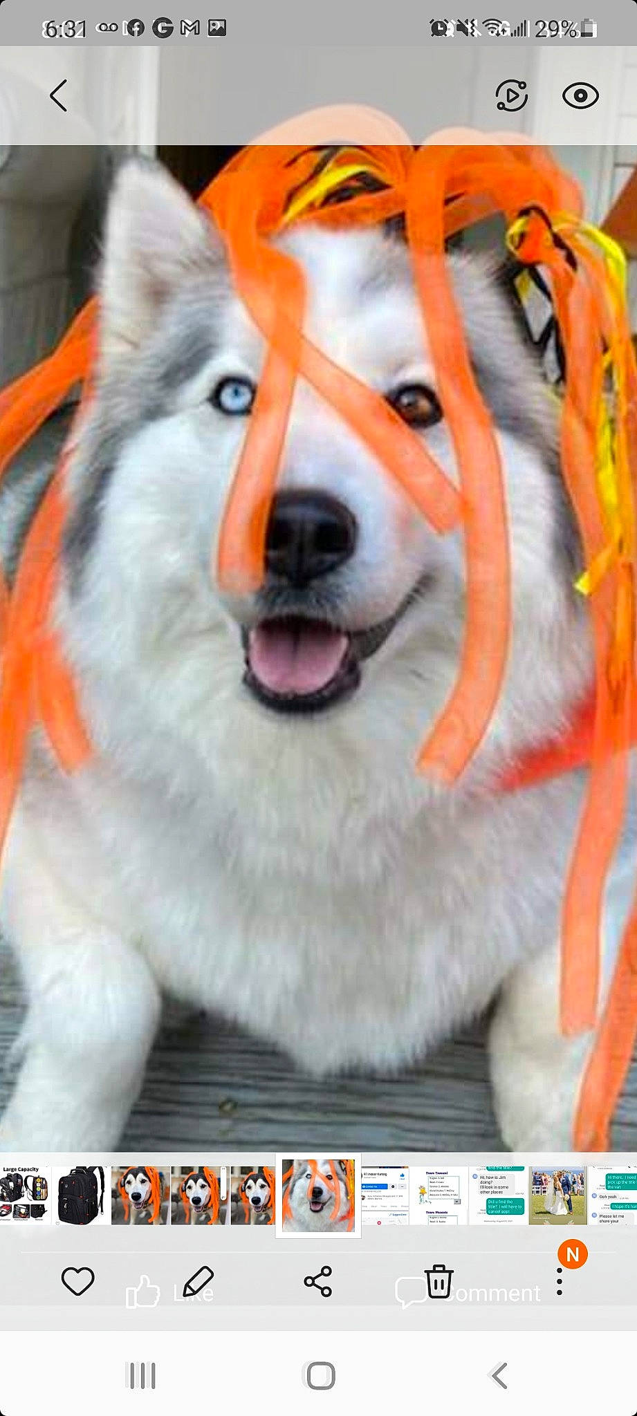 Sam is registered to the contest to win money with this photo: canidae, canis, carnivore, collar, companion_dog, dog, dog_breed, dog_collar, dog_supply, fang, fur, herding_dog, pet_supply, pomeranian, sled_dog, snapshot, snout, spitz, sporting_group, whiskers