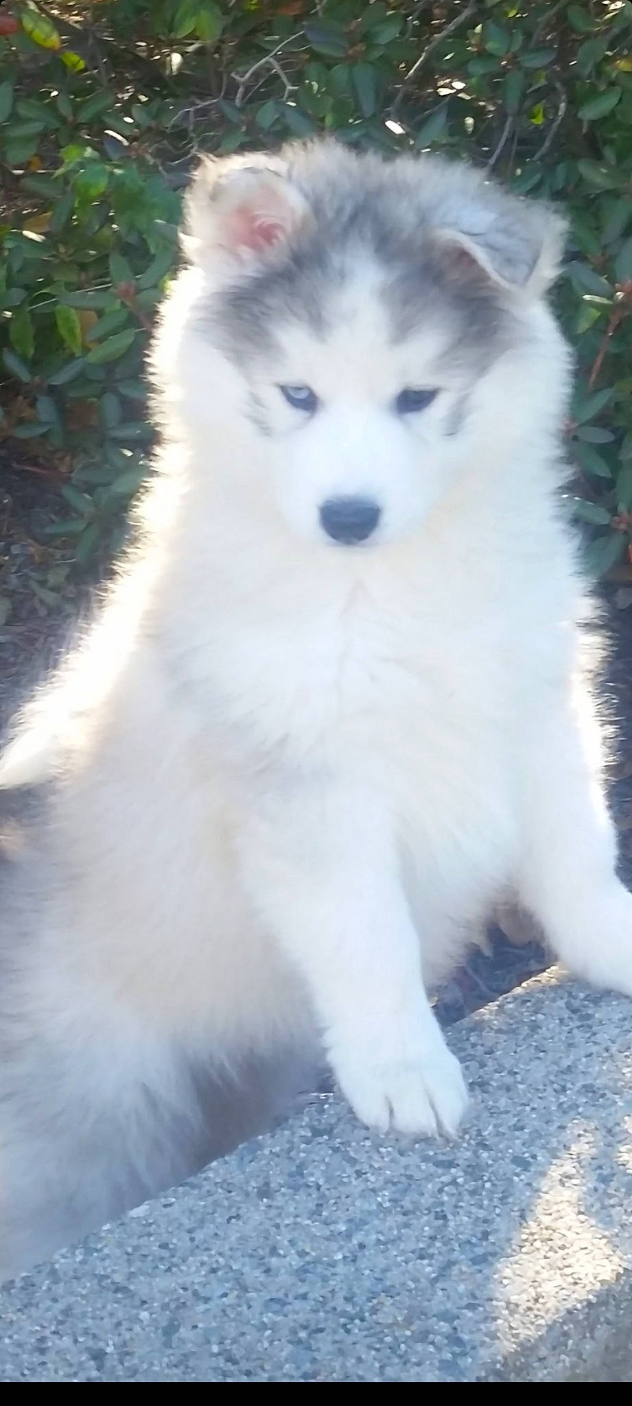 Sam is registered to the contest to win money with this photo: ancient_dog_breeds, canidae, canis, carnivore, companion_dog, dog, dog_breed, flowerpot, fur, non_sporting_group, plant, sled_dog, snout, sporting_group, terrestrial_animal, wolf, working_animal, working_dog