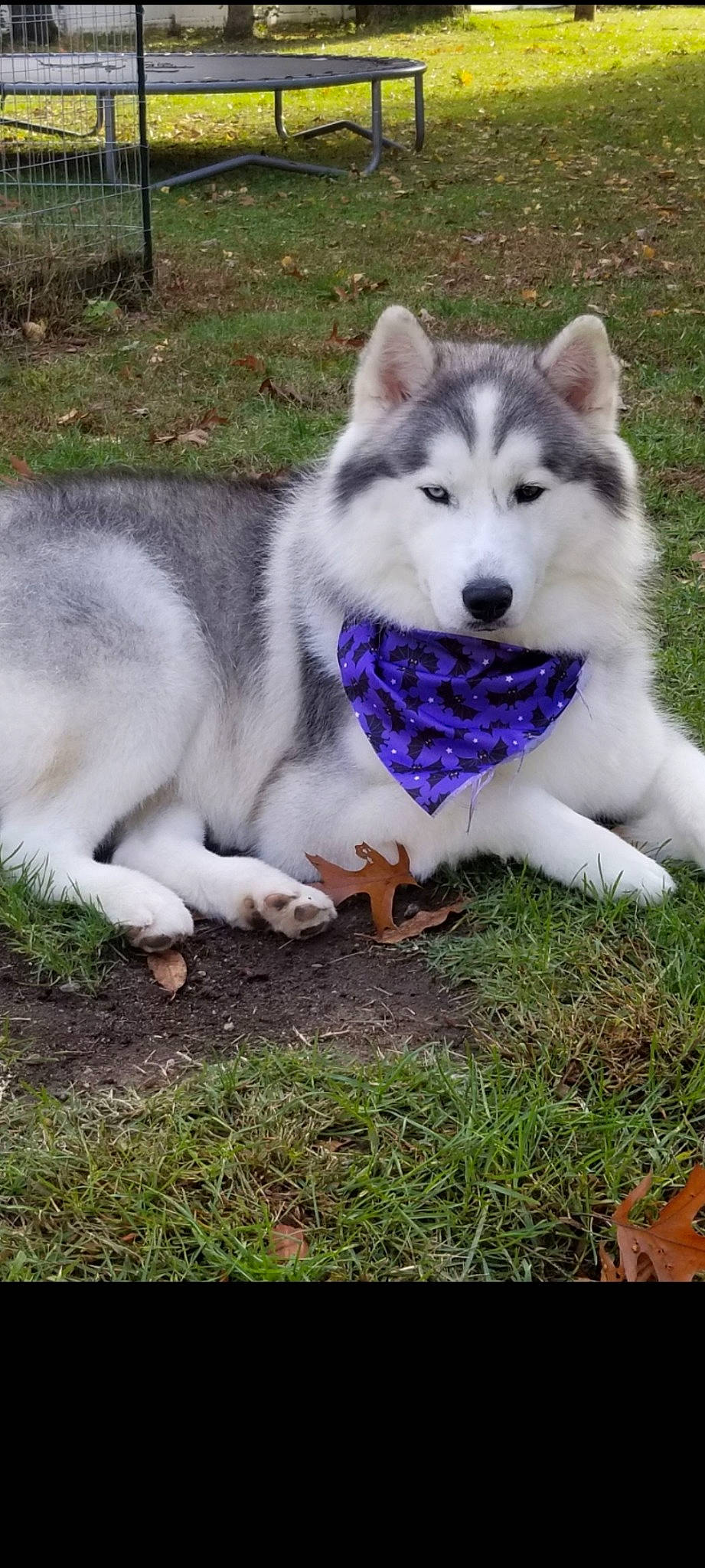 Sam joined the competition — help win amazing prizes! ancient_dog_breeds, canidae, canis, carnivore, companion_dog, dog, dog_breed, fur, grass, non_sporting_group, plant, siberian_husky, sled_dog, snout, terrestrial_animal, wolf, working_dog