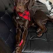 Moose is registered to the contest to win money with this photo: dog, labrador, chocolate, bandana, red, couch, leather, indoor, pet, animal, chew_toy, brown, fur, paws, looking, coat, blanket, carpet, relaxed, home