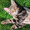 animal, brown_fur, cat, close_up, ears, eyes, grass, green_background, lawn, lying_down, outdoor, pet, photography, playful, portrait, relaxed, striped_fur, sunlight, tabby, whiskers