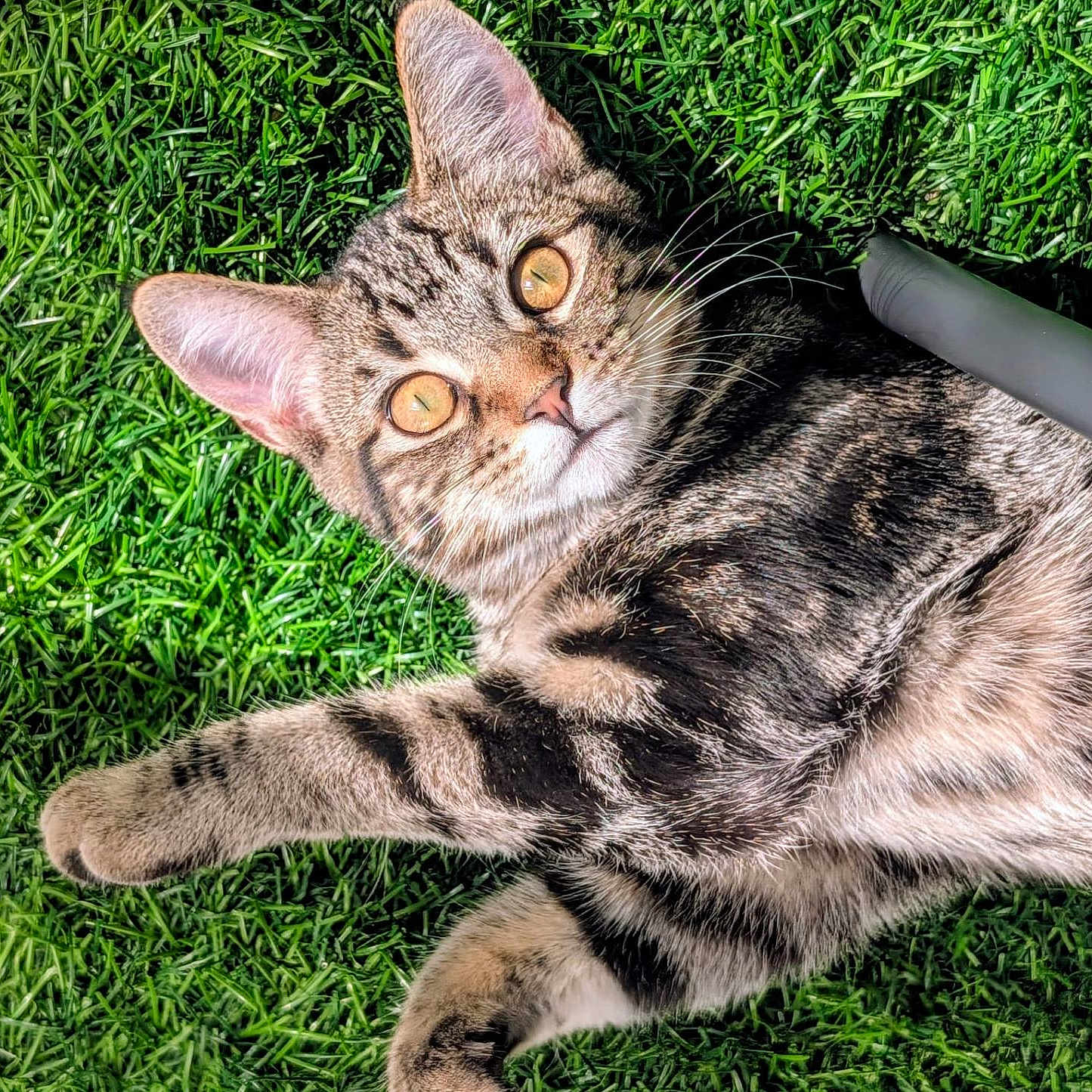 Bloom a rejoint le concours — aidez-le/la à gagner de superbes lots ! animal, brown_fur, cat, close_up, ears, eyes, grass, green_background, lawn, lying_down, outdoor, pet, photography, playful, portrait, relaxed, striped_fur, sunlight, tabby, whiskers