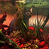 animal, aquarium, aquatic_plants, cat, closeup, colorful, curious, environment, fish, glass, nature, pet, plants, red_fish, reflection, tank, underwater, vibrant, water, wildlife