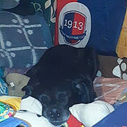 Nilo a rejoint le concours — aidez-le/la à gagner de superbes lots ! animal, bed, black_dog, blanket, colorful, cozy, dog, fabric, furniture, home, indoor, pattern, pillow, plush_toy, quiet, relaxation, resting, sleeping, soft_toys, stuffed_animal