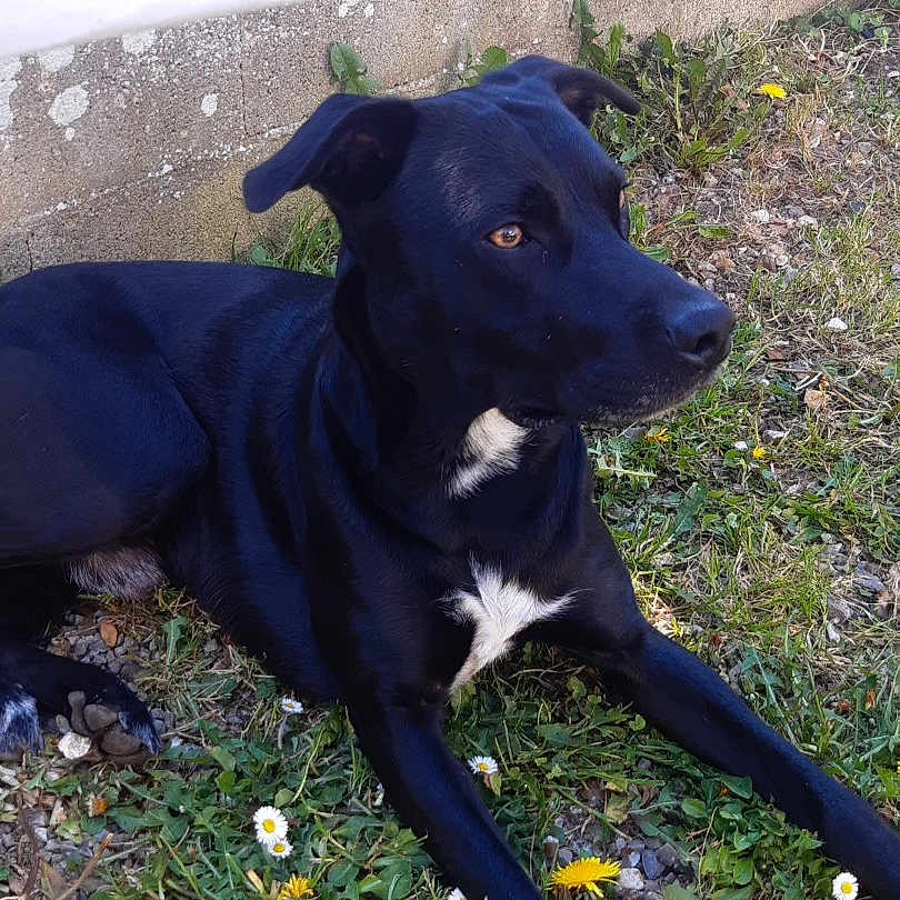 Nilo