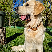 Usko a rejoint le concours — aidez-le/la à gagner de superbes lots ! animal, blue_sky, canine, collar, daytime, dog, fur, garden, golden_retriever, grass, leafless_tree, nature, outdoor, pet, shadow, sitting, summer, sunlight, tongue_out, tree