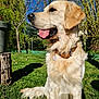 animal, blue_sky, canine, collar, daytime, dog, fur, garden, golden_retriever, grass, leafless_tree, nature, outdoor, pet, shadow, sitting, summer, sunlight, tongue_out, tree