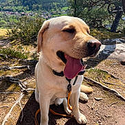 Ulk a rejoint le concours — aidez-le/la à gagner de superbes lots ! dog, labrador_retriever, yellow_dog, pet, animal, outdoor, forest, sunlight, tree_roots, nature, happy, panting, leash, collar, sitting, tongue_out, closeup, scenic, daytime, landscape